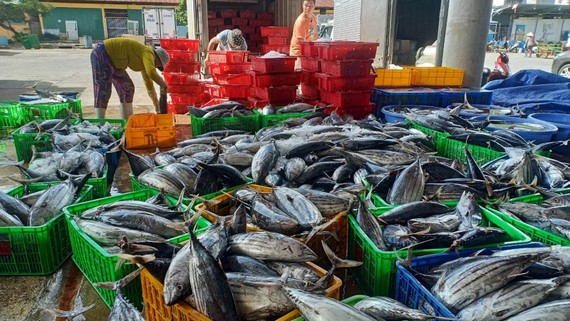 Ngư dân Khánh Hòa trúng đậm cá ngừ sọc dưa