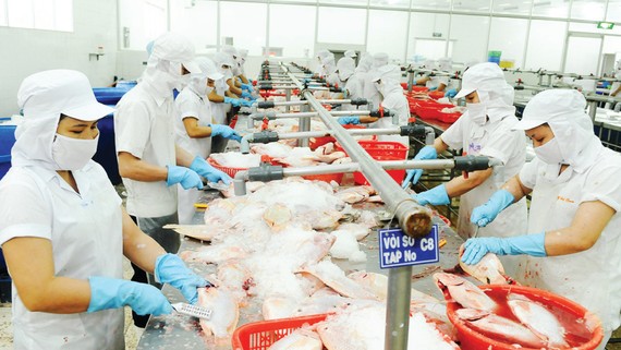 Chế biến cá xuất khẩu tại một doanh nghiệp ở TPHCM.Ảnh: CAO THĂNG