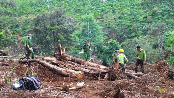 Cơ quan chức năng khám nghiệm hiện trường vụ phá rừng tại tiểu khu 613, xã Lộc Phú, huyện Bảo Lâm, tỉnh Lâm Đồng