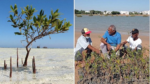 Nhóm nghiên cứu trồng cây ngập mặn  tại khu Safaga ở biển Đỏ thuộc Ai Cập