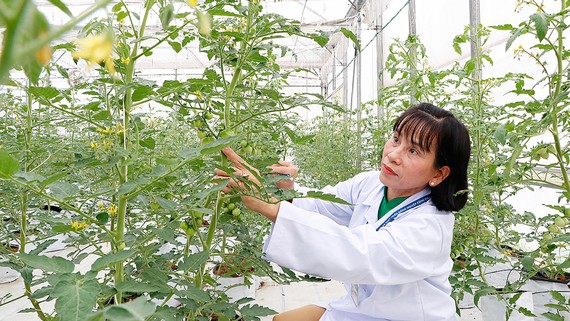 Chị Nguyễn Thị Kim Khánh, Phó Giám đốc Trung tâm Nghiên cứu và phát triển nông nghiệp công nghệ cao (thuộc Ban Quản lý Khu Nông nghiệp công nghệ cao TPHCM) chăm sóc cà chua bi