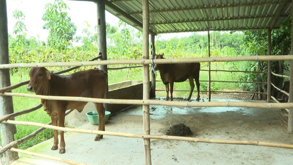 Chuồng trại chăn nuôi của người dân ở huyện Lộc Ninh được di dời xa nhà ở,  khu dân cư góp phần giúp bộ mặt nông thôn thêm sạch đẹp, văn minh