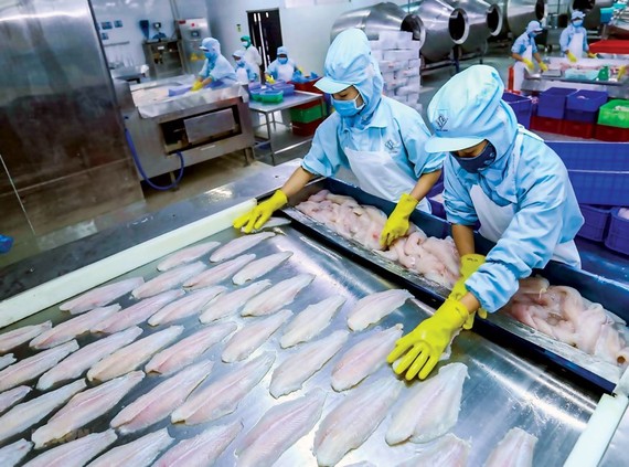 Pangasius industry is lack of processed products.