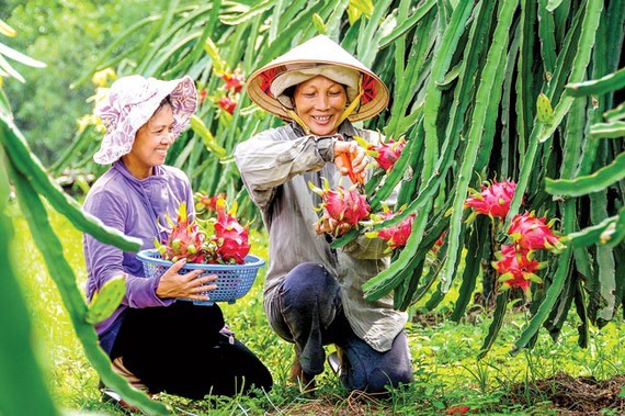 The most concern of Vietnamese fruit export is the substandard post-harvest processing. Photo: LONG THANH