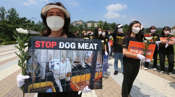 Các nhà hoạt động vì quyền động vật của Hàn Quốc tổ chức một cuộc biểu tình phản đối văn hóa ăn thịt chó của Hàn Quốc gần Nhà Xanh ở Seoul, Hàn Quốc. Ảnh: AP.