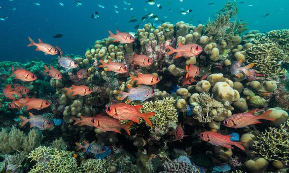 Một rạn san hô trong Công viên Hải dương Đảo Mafia ở Tanzania.