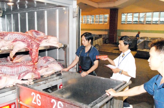 Nhân viên thú y kiểm tra thịt heo vận chuyển từ các lò giết mổ trước khi đưa vào chợ Ảnh: Cao Thăng