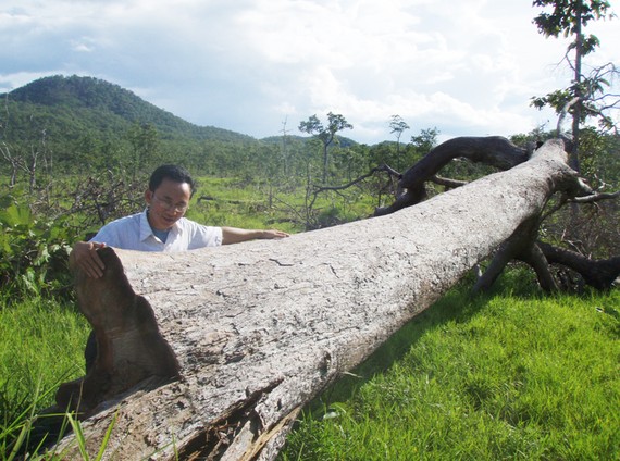 Rừng khộp ở huyện Ea Súp (Đắk Lắk) bị doanh nghiệp chặt phá để trồng cao su. Ảnh: CÔNG HOAN 