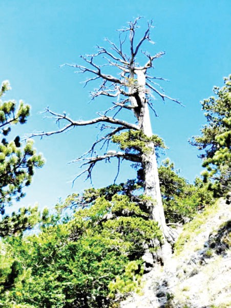 Phát hiện cây thông hơn 1.230 năm tuổi