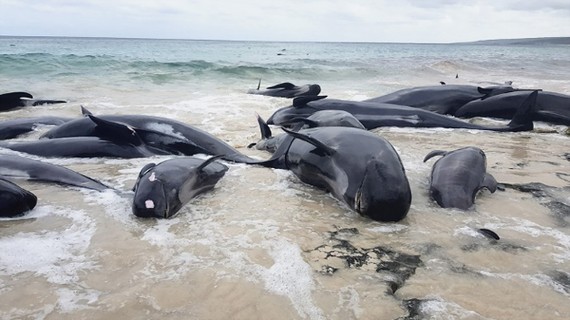 140 cá voi chết trên bãi biển