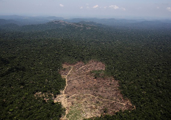 Báo động tình trạng phá rừng Amazon tại Brazil