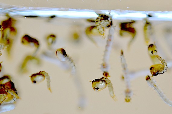 Diệt muỗi bằng phương pháp sinh học