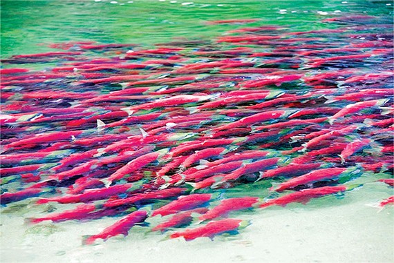 Cuộc di cư của loài cá hồi đỏ