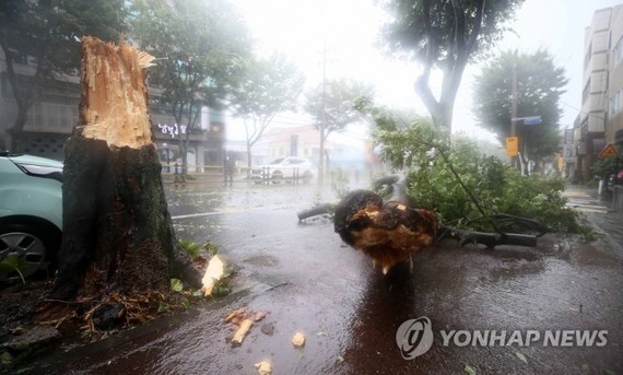 Gió lớn quật đổ cây cối trên đảo Jeju, Hàn Quốc. Ảnh: Yonhap
