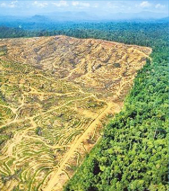 Diện tích rừng rộng lớn bị tàn phá trên đảo Borneo