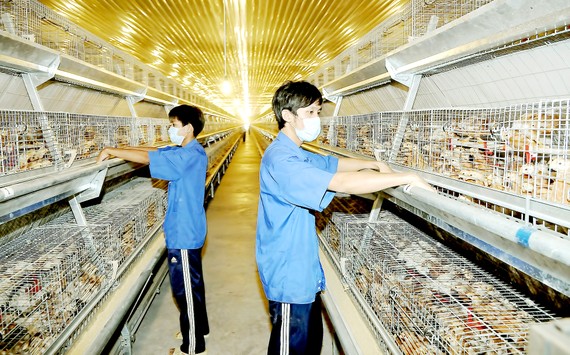 Cơ sở nuôi gà lấy trứng tại tỉnh Bình Dương. Ảnh: CAO THĂNG