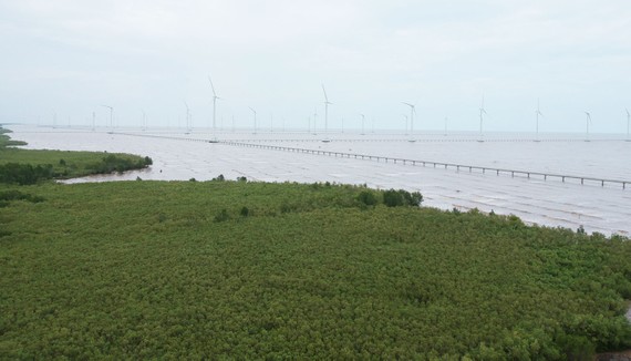 Rừng ngập mặn ven biển giúp hạn chế nước, rác thải xả trực tiếp ra biển tại xã Vĩnh Trạch Đông, TP Bạc Liêu. Ảnh: CAO THĂNG