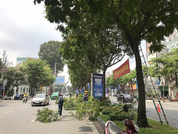 Nhân viên Công ty TNHH MTV công viên cây xanh TPHCM cắt tỉa cây trên đường Trường Sơn, quận Tân Bình, TPHCM