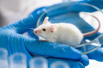 Các nhà khoa học đã tiến hành nghiên cứu trên những con chuột đã được biến đổi gene để mang thụ thể ACE-2 ở người