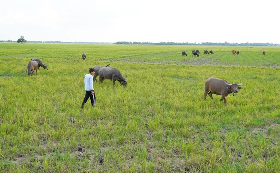 Nông dân vùng biên giới Vĩnh Hưng thuê đồng cỏ của người dân Campuchia để nuôi trâu