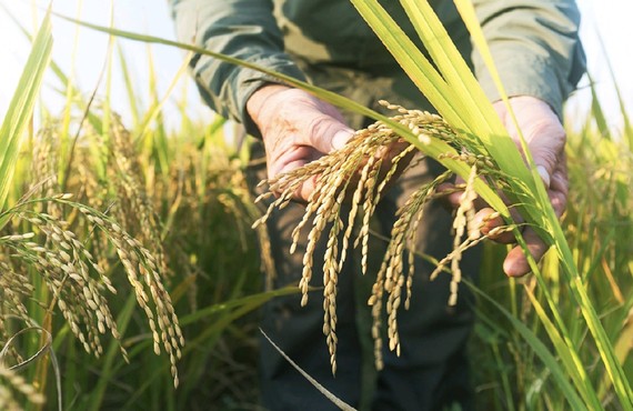 Giống gene mới phát hiện giúp tăng năng suất lúa