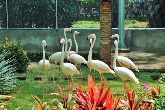 The new Flamingo Garden at the Sai Gon Zoo and Botanical Gardens in HCM City’s District 1 (Photo: tuoitre.vn)