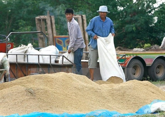 Thai farmers pour newly harvested rice in Lopburi province, about 245km in the north of Bangkok (Photo: EPA/VNA)
