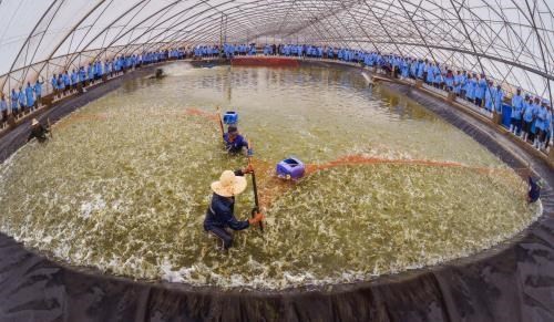 Intensive shrimp farming inside a facility run by the Viet - Uc Seafood Corporation (Photo: VNA)