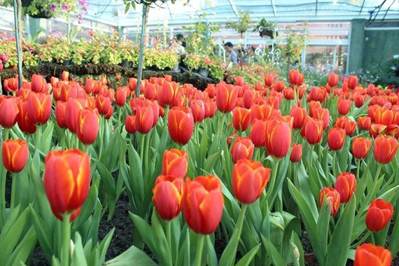 Chiang Mai's tulips in full bloom during New Year holiday