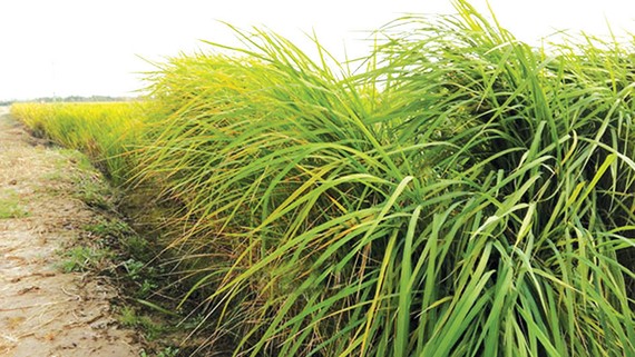 Trung Quốc phát triển giống lúa chịu mặn