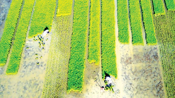 Một ruộng lúa công nghệ cao ở tỉnh Giang Tô, Trung Quốc