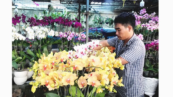 Chủ tiệm hoa lan trên đường Phạm Văn Đồng, quận Thủ Đức đang chăm sóc hoa bán tết