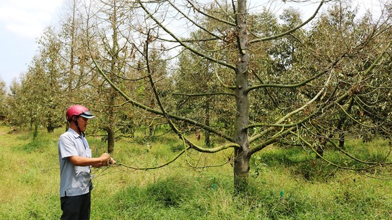 Nhiều vườn sầu riêng ở Tiền Giang suy kiệt do hạn mặn