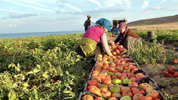 Dịch Covid-19 khiến nhiều nước đối mặt nguy cơ thiếu lương thực