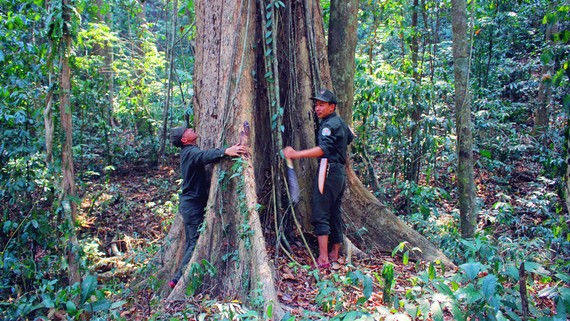 Nỗ lực giữ rừng giáng hương trăm tuổi
