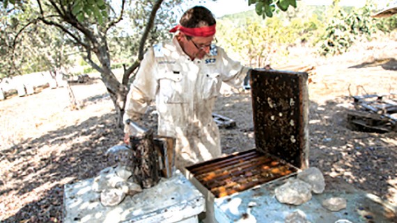 Một trang trại nuôi ong tại Israel