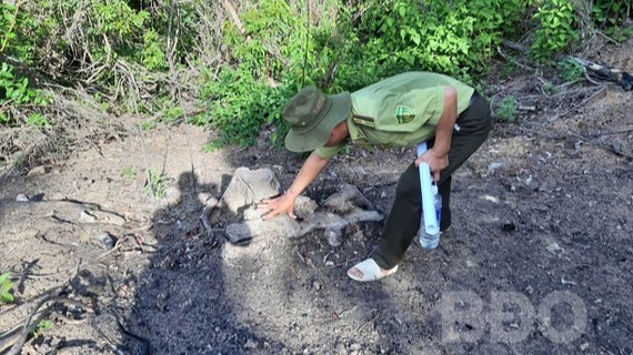 Cán bộ kiểm lâm đo thân cây bị chặt phá tại khu vực rừng thuộc tiểu khu 235. Ảnh: BĐO