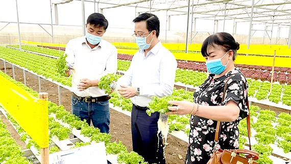 Lãnh đạo Sở Công thương TPHCM thực tế tại một trang trại trồng xà lách thủy canh ở Lâm Đồng để cung ứng thị trường tết