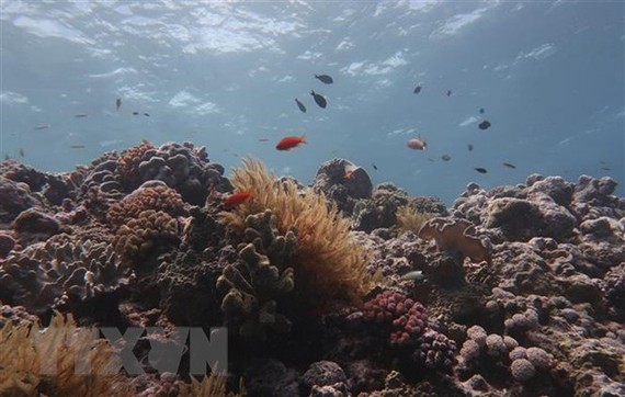 Một phần của rạn san hô Great Barrier bị tẩy trắng. Ảnh: TTXVN