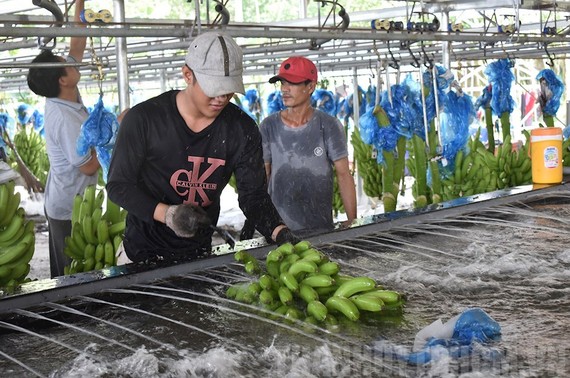 Người lao động thu hoạch chuối tại một trang trại trồng chuối ở huyện Củ Chi, TPHCM. Nguồn: Thanhuytphcm