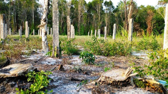 Vụ phá rừng tại Khu bảo tồn thiên nhiên Tà Cú: Kiểm điểm tập thể và nhiều cá nhân
