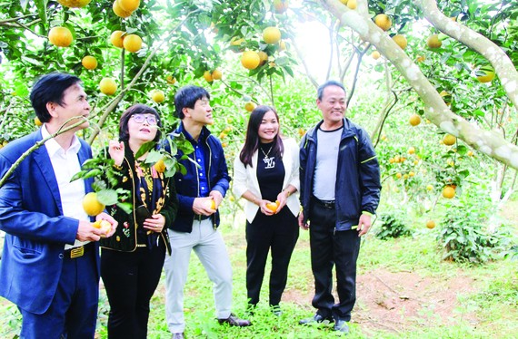 Khách tham quan một mô hình sản xuất nông nghiệp hiệu quả ở huyện Vũ Quang, tỉnh Hà Tĩnh