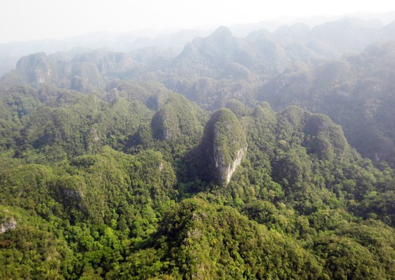Khu vực bách xanh thuần chủng sống trên núi đá ở Phong Nha - Kẻ Bàng