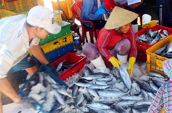 Ngư dân Bình Định phân loại cá ngừ đưa đi tiêu thụ