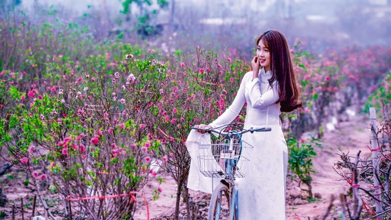 Thiếu nữ trong trang phục áo dài giữa vườn đào Nhật Tân.