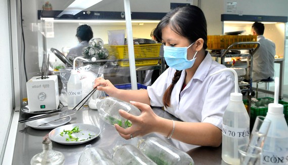 Tạo giống cây con mới tại Trung tâm Công nghệ sinh học TPHCM ở quận 12 Ảnh: CAO THĂNG