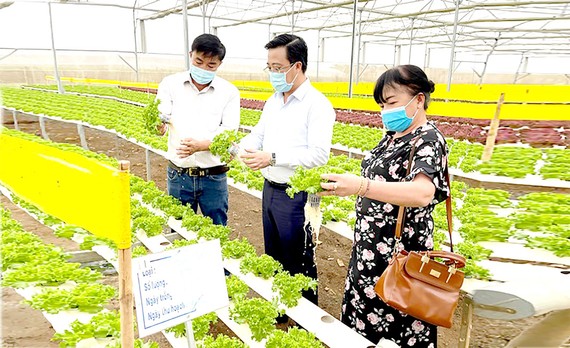 Lãnh đạo Sở Công thương TPHCM thực tế tại một trang trại trồng xà lách thủy canh  ở Lâm Đồng để cung ứng thị trường tết.