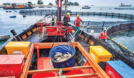 Thu hoạch cá từ các trang trại cá ngoài khơi bờ biển Singapore giúp thành phố khan hiếm đất đai tăng nguồn cung cấp thực phẩm trong nước.