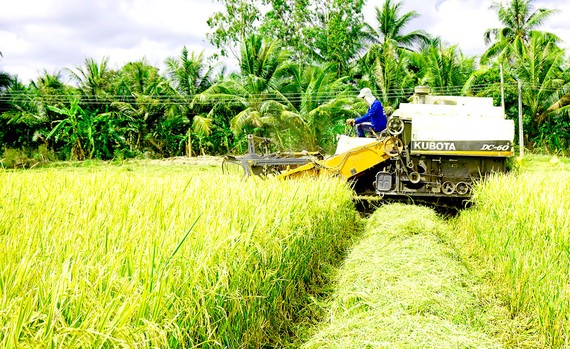 Nông dân ĐBSCL  thu hoạch lúa đông xuân trong niềm vui  được mùa - được giá Ảnh: CAO LONG