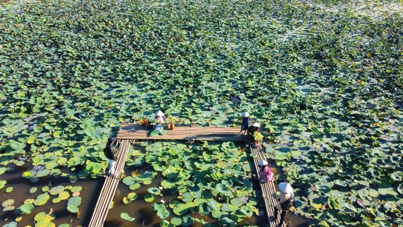 Sen trắng đặc trưng của cố đô Huế được Diệu Huyền trồng thành công tại các hồ nước di sản Huế.